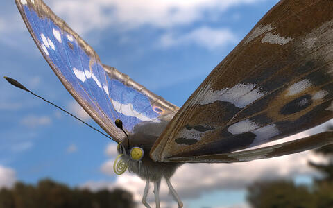 Fotorealistischer Schmetterling