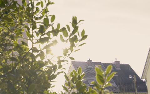 Ein Baum und das Dach eines Reihenhauses