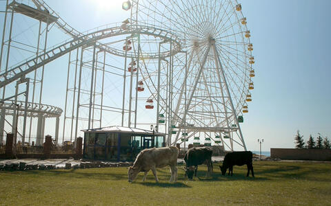 Das Still zeigt einen sonnigen Tag auf einem Rummelplatz. Ein großes Riesenrad mit bunten Gondeln dominiert den Hintergrund. Im Vordergrund grasen drei Kühe (eine weiße, eine schwarze und eine braune) auf einer grünen Wiese. 