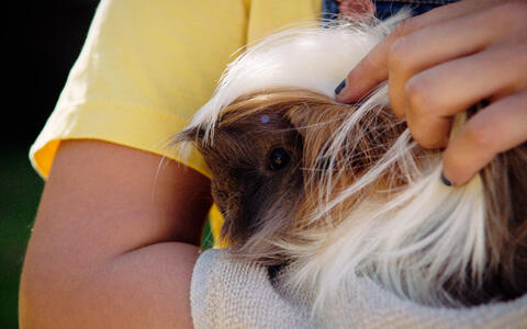 Ein Mädchen hält ein Meerschweinchen im Arm